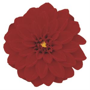 Bild von Dahlia  P12 Tessy (red)